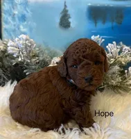 HOPE, a female Maltipoo for sale in Fayetteville, AR – Photo 3 of 5