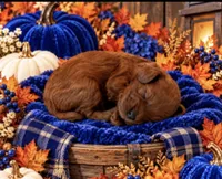 Maverick , a male Maltipoo for sale in Fayetteville, AR – 3 of 5