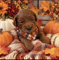 TITAN, a male Maltipoo for sale in Fayetteville, AR – 3 of 6