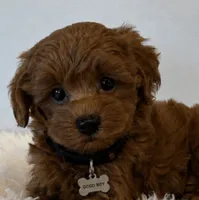 Cash, a male Maltipoo for sale in Fayetteville, AR – 1 of 5