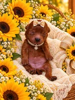 JOSIE, a female Maltipoo for sale in Fayetteville, AR – 4 of 5