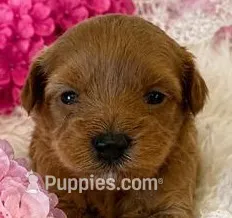 LUCY – Maltipoo puppy for sale in Fayetteville, AR