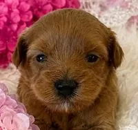 LUCY, a female Maltipoo for sale in Fayetteville, AR – 1 of 5