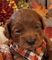 TITAN, a male Maltipoo for sale in Fayetteville, AR – 1 of 6