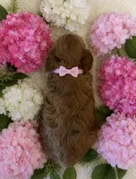 LUCY, a female Maltipoo for sale in Fayetteville, AR – 4 of 4