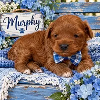 MURPHY, a male Maltipoo for sale in Fayetteville, AR – 5 of 5