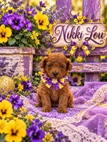 NIKKI LOU, a female Maltipoo for sale in Fayetteville, AR – 5 of 5