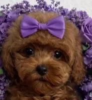 POPPY RED, a female Maltipoo for sale in Fayetteville, AR – Photo 1 of 5