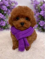 POPPY RED, a female Maltipoo for sale in Fayetteville, AR – Photo 3 of 5