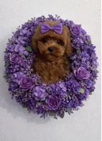 POPPY RED, a female Maltipoo for sale in Fayetteville, AR – Photo 2 of 5