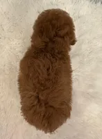 POPPY RED, a female Maltipoo for sale in Fayetteville, AR – Photo 5 of 5