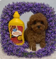 POPPY RED, a female Maltipoo for sale in Fayetteville, AR – Photo 4 of 5