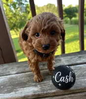 Cash, a male Maltipoo for sale in Fayetteville, AR – 5 of 5
