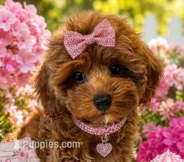 MILLIE – Maltipoo puppy for sale in Fayetteville, AR