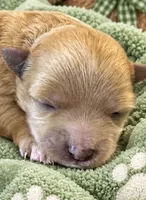 BENNY, a male Maltipoo for sale in Fayetteville, AR – 1 of 4