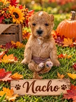 NACHO, a female Maltipoo for sale in Fayetteville, AR – 2 of 5