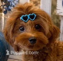 CASH SMALL MINI – Maltipoo puppy for sale in Fayetteville, AR
