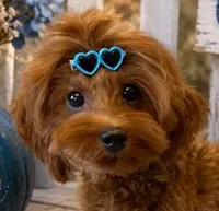 CASH SMALL MINI, a male Maltipoo for sale in Fayetteville, AR – 1 of 5