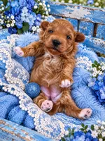 MARLEE, a female Maltipoo for sale in Fayetteville, AR – 4 of 5