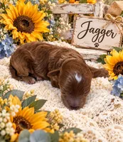 JAGGER, a male Maltipoo for sale in Fayetteville, AR – 3 of 5