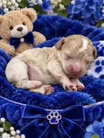 BEAU, a male Maltipoo for sale in Fayetteville, AR – 2 of 4