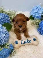 LUKE, a male Maltipoo for sale in Fayetteville, AR – 2 of 5
