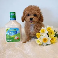 AVERY, a female Maltipoo for sale in Fayetteville, AR – Photo 3 of 5