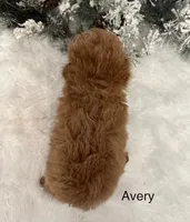 AVERY, a female Maltipoo for sale in Fayetteville, AR – Photo 5 of 5