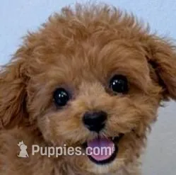 AVERY – Maltipoo puppy for sale in Fayetteville, AR