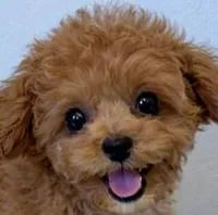 AVERY, a female Maltipoo for sale in Fayetteville, AR – Photo 1 of 5