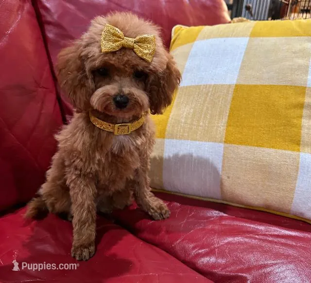 AVERY – Maltipoo puppy for sale in Fayetteville, AR