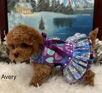 AVERY, a female Maltipoo for sale in Fayetteville, AR – Photo 4 of 5