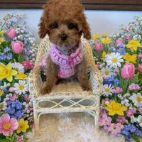 AVERY, a female Maltipoo for sale in Fayetteville, AR – Photo 5 of 5
