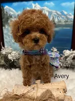 AVERY, a female Maltipoo for sale in Fayetteville, AR – Photo 3 of 5