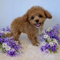 AVERY, a female Maltipoo for sale in Fayetteville, AR – Photo 4 of 5