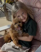 AVERY, a female Maltipoo for sale in Fayetteville, AR – 4 of 4