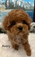 AVERY, a female Maltipoo for sale in Fayetteville, AR – Photo 2 of 5
