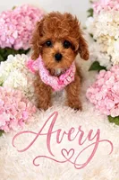 AVERY, a female Maltipoo for sale in Fayetteville, AR – Photo 2 of 5