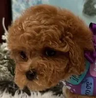 AVERY, a female Maltipoo for sale in Fayetteville, AR – Photo 1 of 5