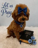 AVERY, a female Maltipoo for sale in Fayetteville, AR – 2 of 4