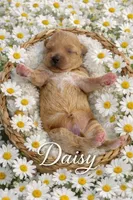 DAISY, a female Maltipoo for sale in Fayetteville, AR – Photo 2 of 5