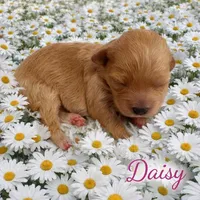 DAISY, a female Maltipoo for sale in Fayetteville, AR – Photo 4 of 5
