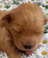 DAISY, a female Maltipoo for sale in Fayetteville, AR – Photo 1 of 5