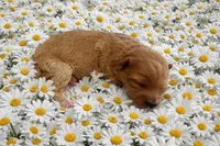 DAISY, a female Maltipoo for sale in Fayetteville, AR – Photo 3 of 5