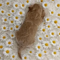 DAISY, a female Maltipoo for sale in Fayetteville, AR – Photo 5 of 5