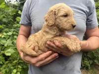 Maddie’s boy, a male Goldendoodle for sale in Weaverville, NC – 4 of 5