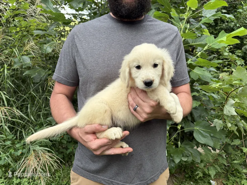 Elsa’s Boy – Golden Retriever, English Cream Golden Retriever puppy for sale in Weaverville, NC