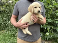 Elsa’s Boy, a male Golden Retriever and English Cream Golden Retriever for sale in Weaverville, NC – 2 of 4