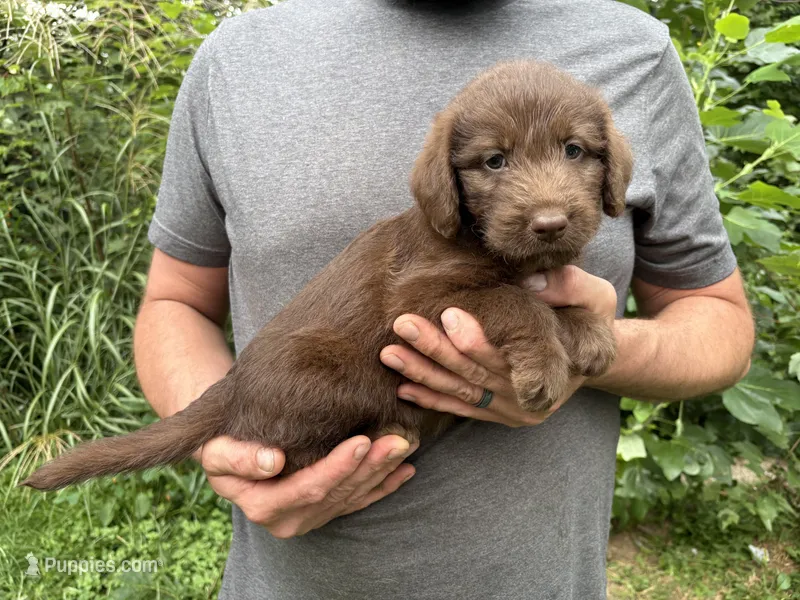 Frizzy’s Girl – Labradoodle puppy for sale in Weaverville, NC