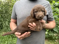 Frizzy’s Girl, a female Labradoodle for sale in Weaverville, NC – 1 of 4